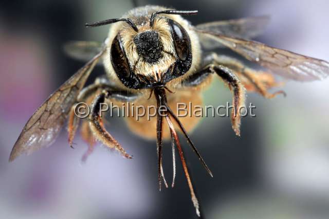 lithurgus chrysurus.JPG - Lithurgus chrysurusMegachileWoodboring BeeHymenoptera, MegachilidaeFrance
